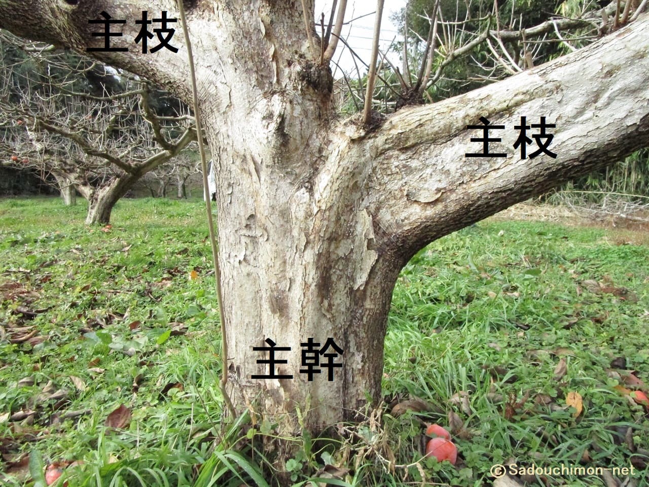 【柿農家が教える柿の剪定】木の部位の名称と道具と服装について – さどうちもんブログ